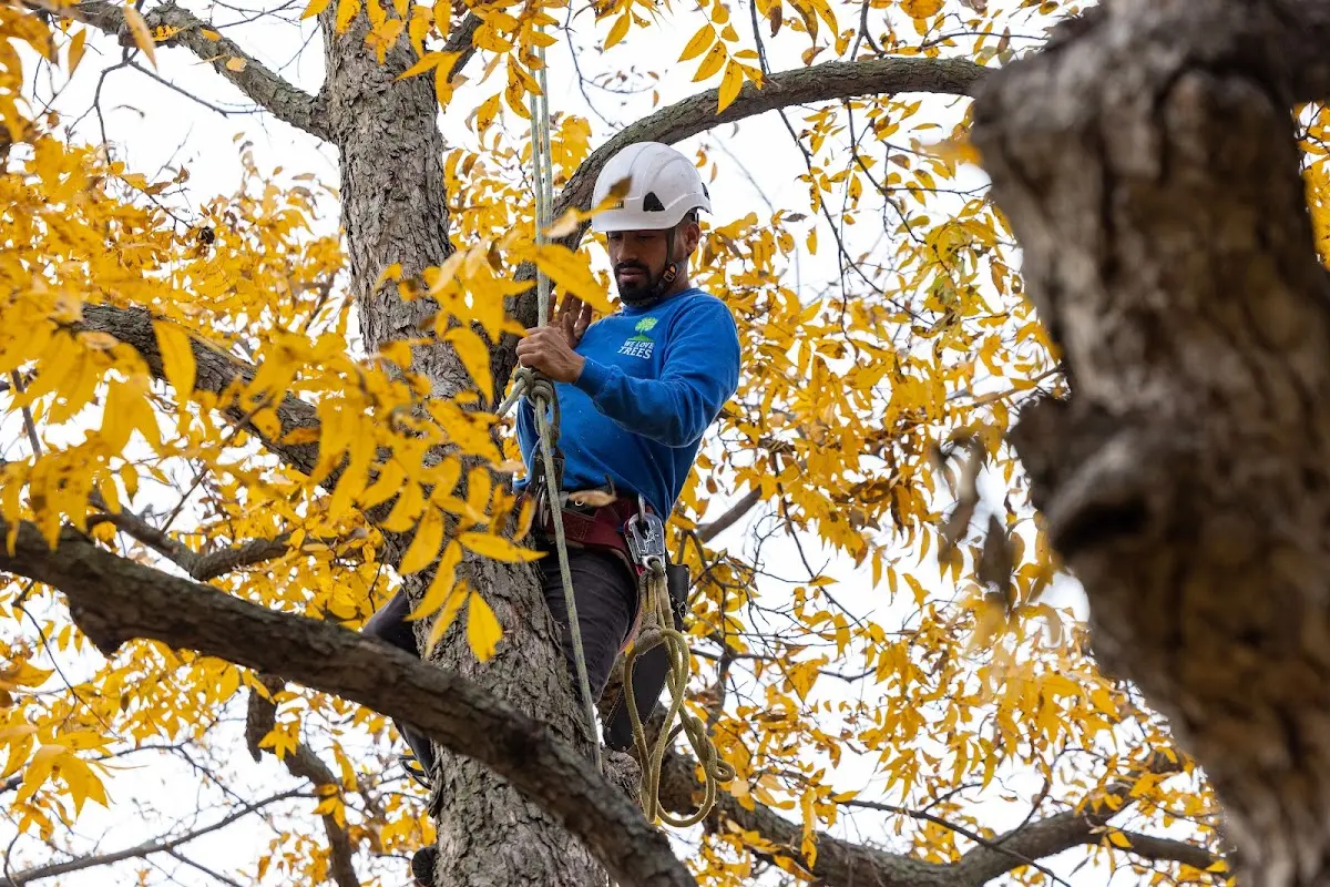 Skilled Tree Trimming crew working in Medora